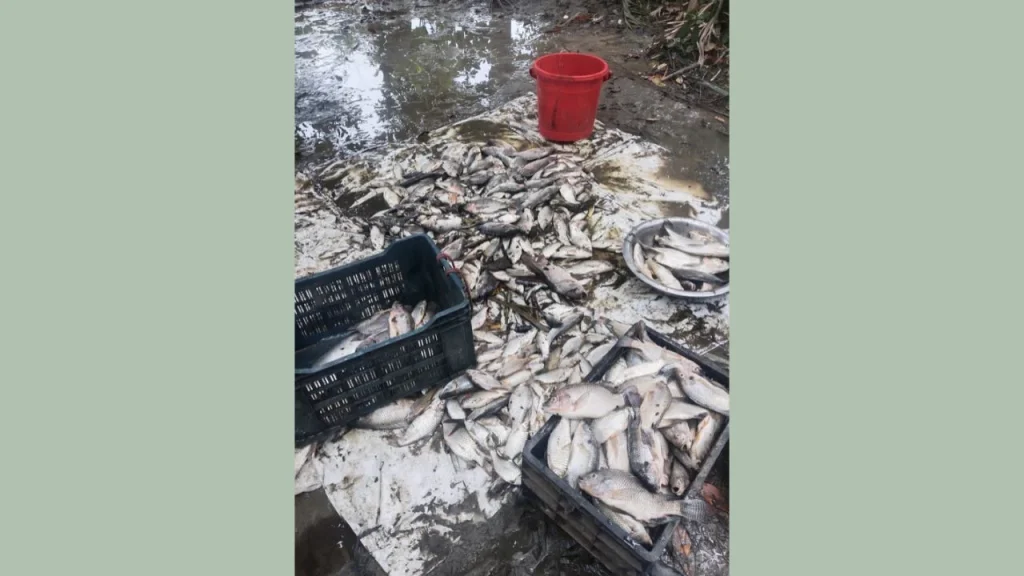 মোহনগঞ্জে তৃতীয় দফায় পুকুরে বিষ